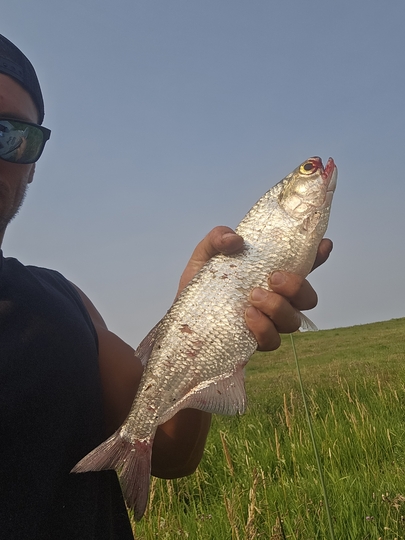 Goldeye