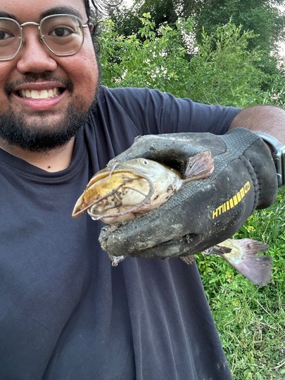 Bullhead