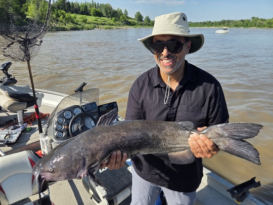 Channel Catfish
