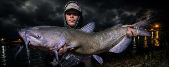 Channel Catfish