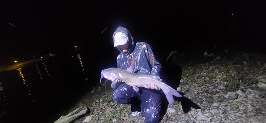 Channel Catfish