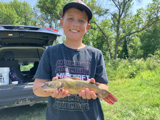 Bullhead