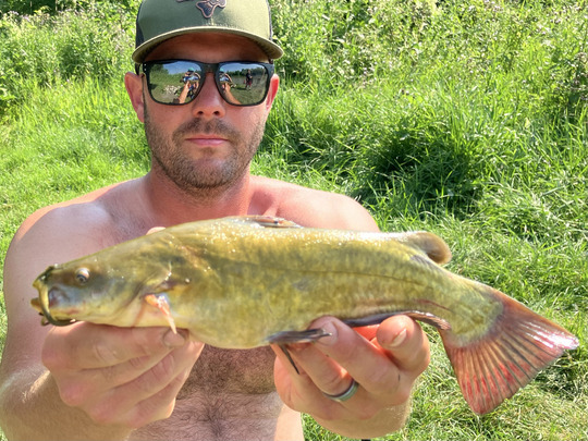 Bullhead