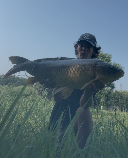 Common Carp