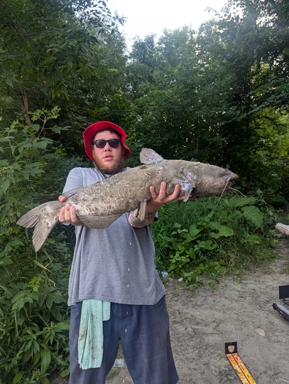 Channel Catfish