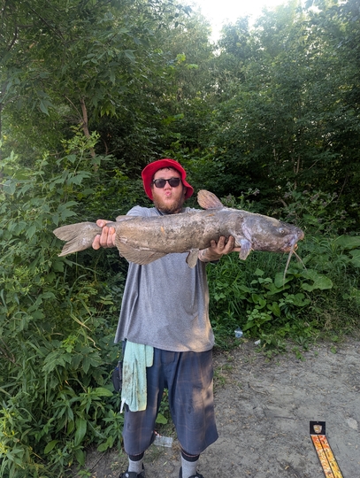 Channel Catfish