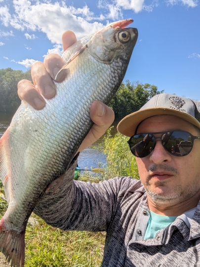 Goldeye