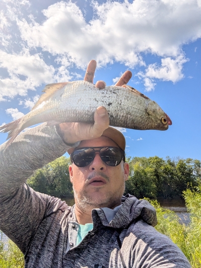 Goldeye