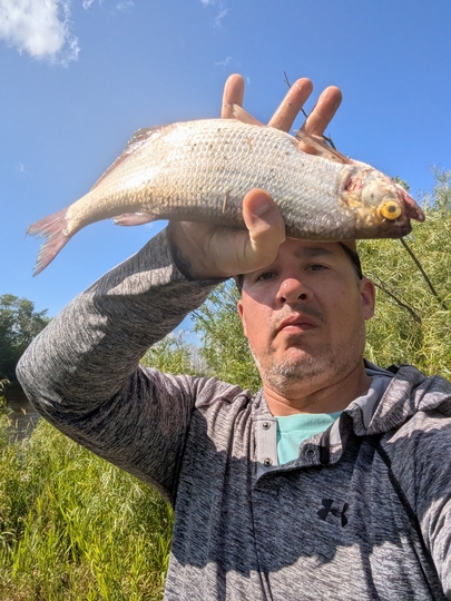 Goldeye