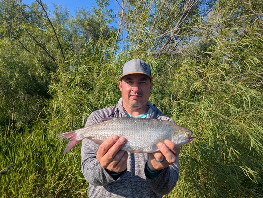 Goldeye