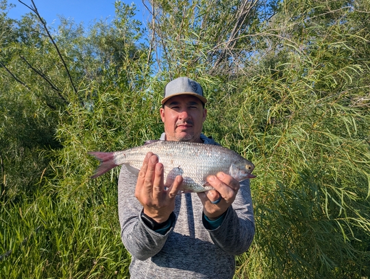 Goldeye