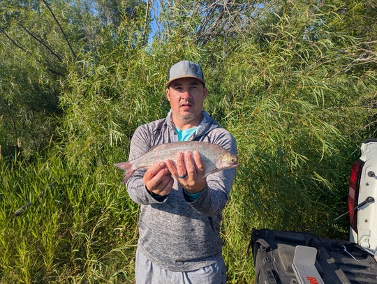 Goldeye