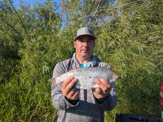 Goldeye