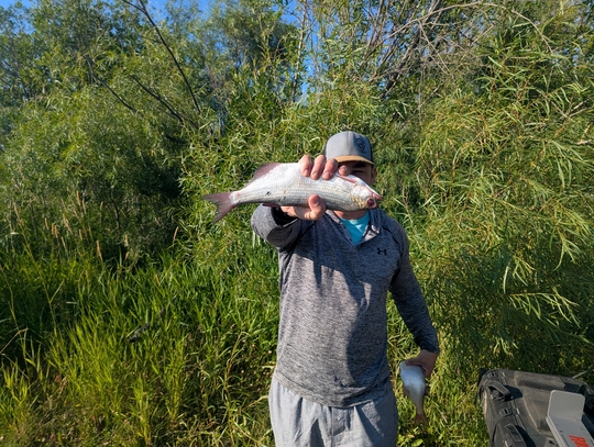 Goldeye