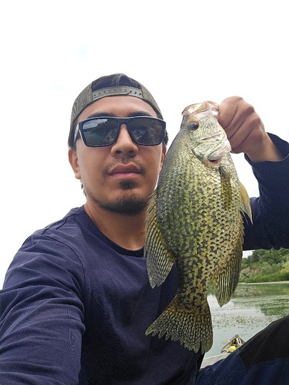 Black Crappie