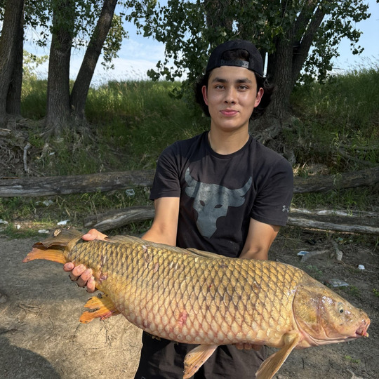 Common Carp