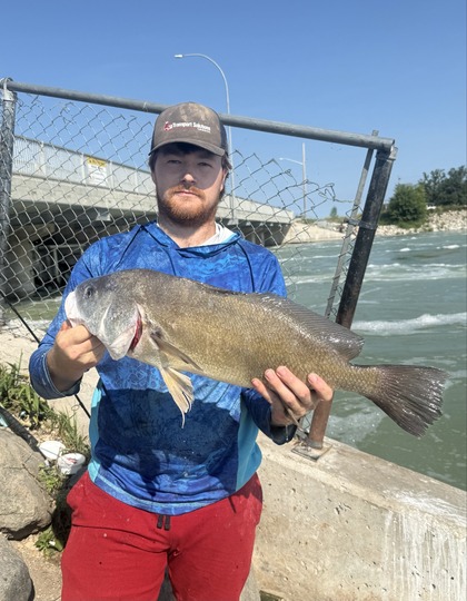 Freshwater Drum