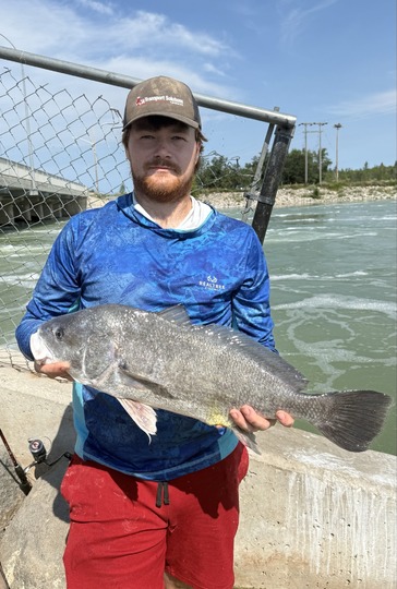 Freshwater Drum