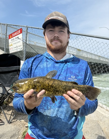 Bullhead