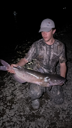 Channel Catfish