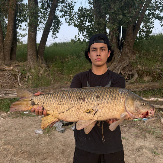 Common Carp
