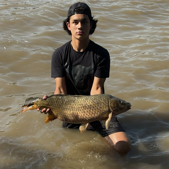 Common Carp