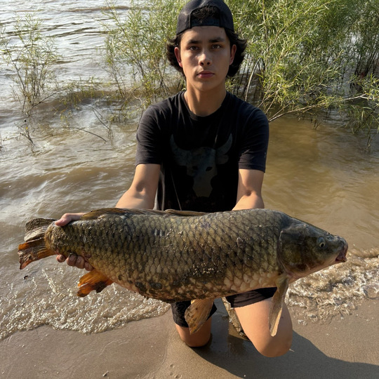 Common Carp
