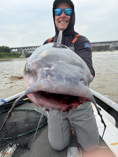 Channel Catfish