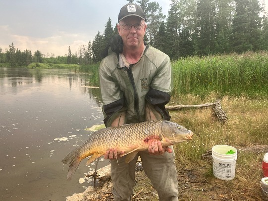 Common Carp