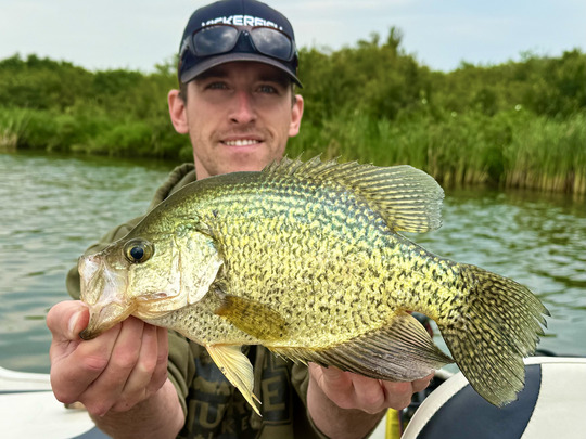 Black Crappie