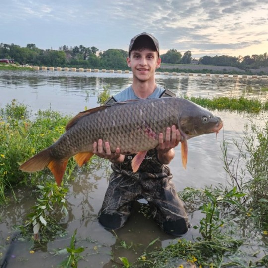 Common Carp