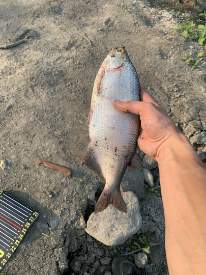 Goldeye