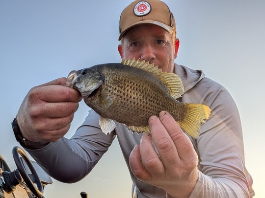 Rock Bass
