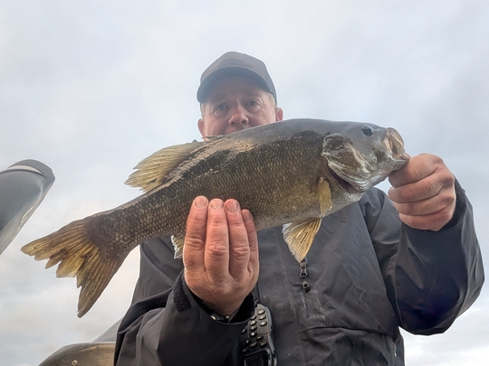 Smallmouth Bass