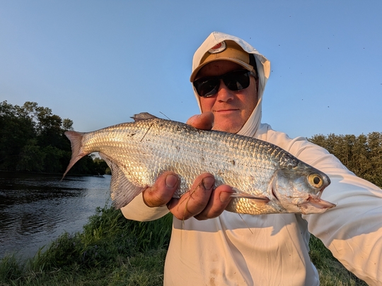 Goldeye