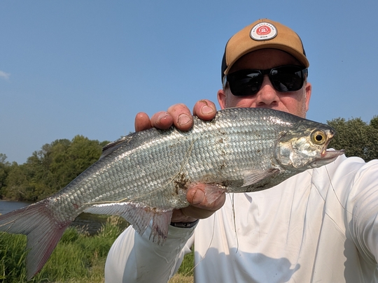 Goldeye