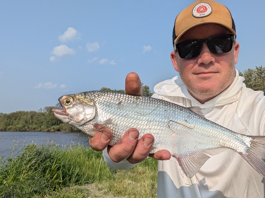 Goldeye