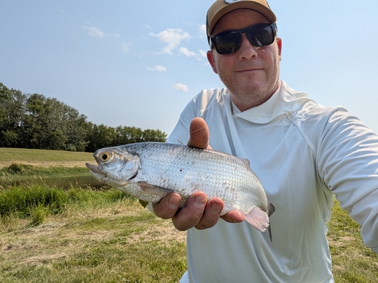 Goldeye