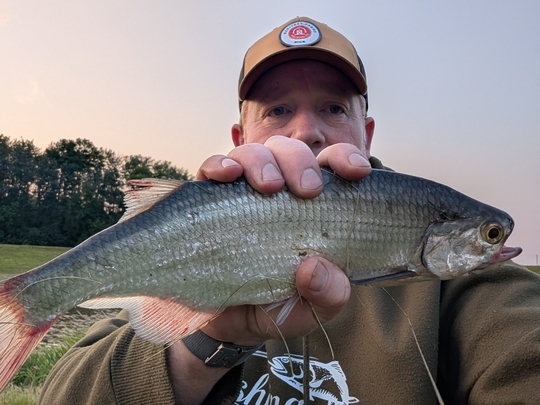 Goldeye