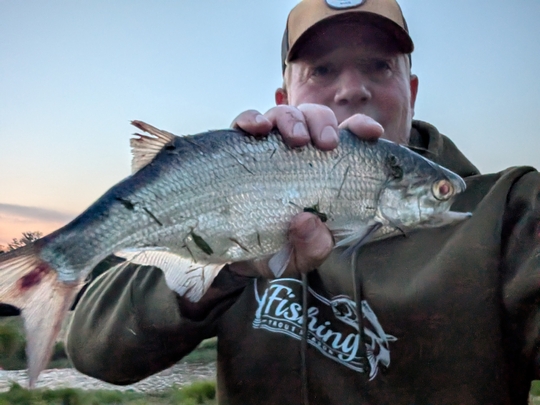 Goldeye