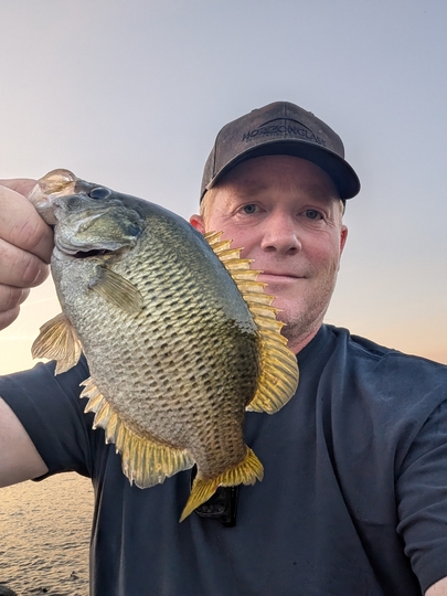 Rock Bass