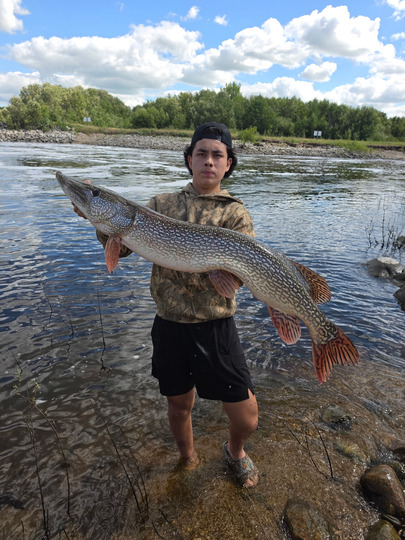 Northern Pike