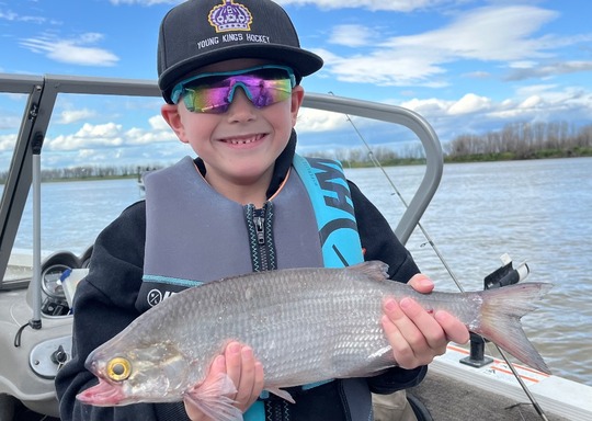 Goldeye