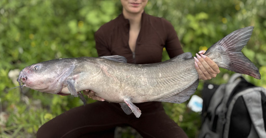 Channel Catfish