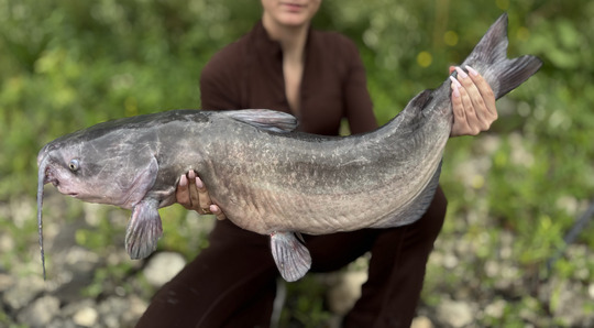 Channel Catfish