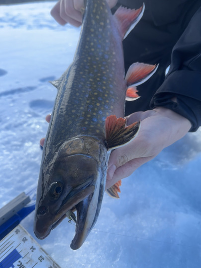 Brook Trout