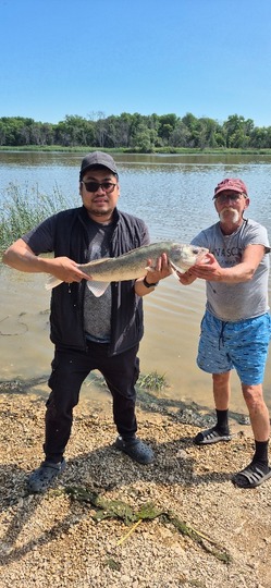 Walleye