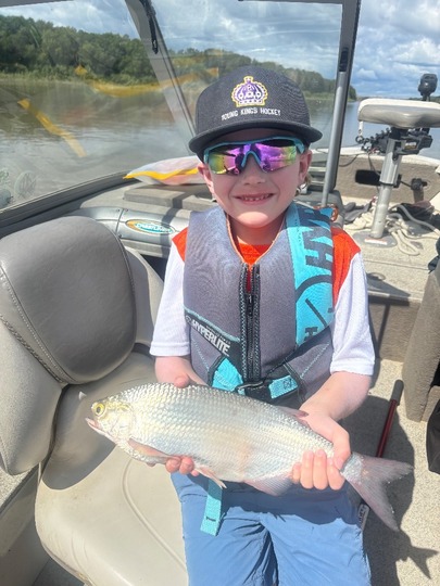 Goldeye