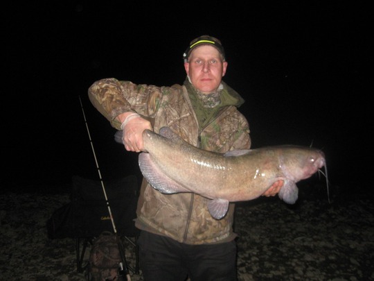 Channel Catfish