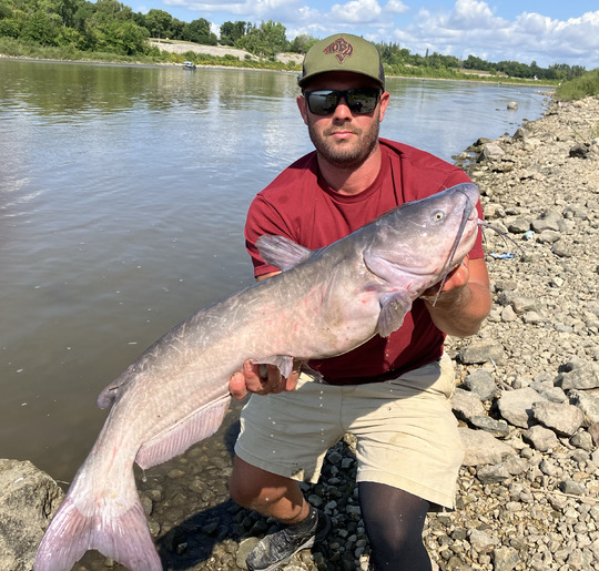 Channel Catfish